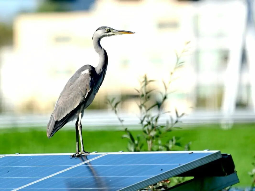 Does Solar Panels Kill Birds