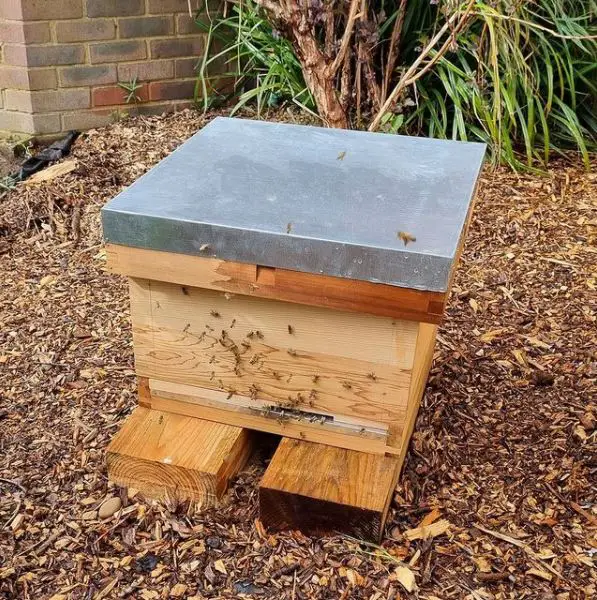 our bees have arrived
