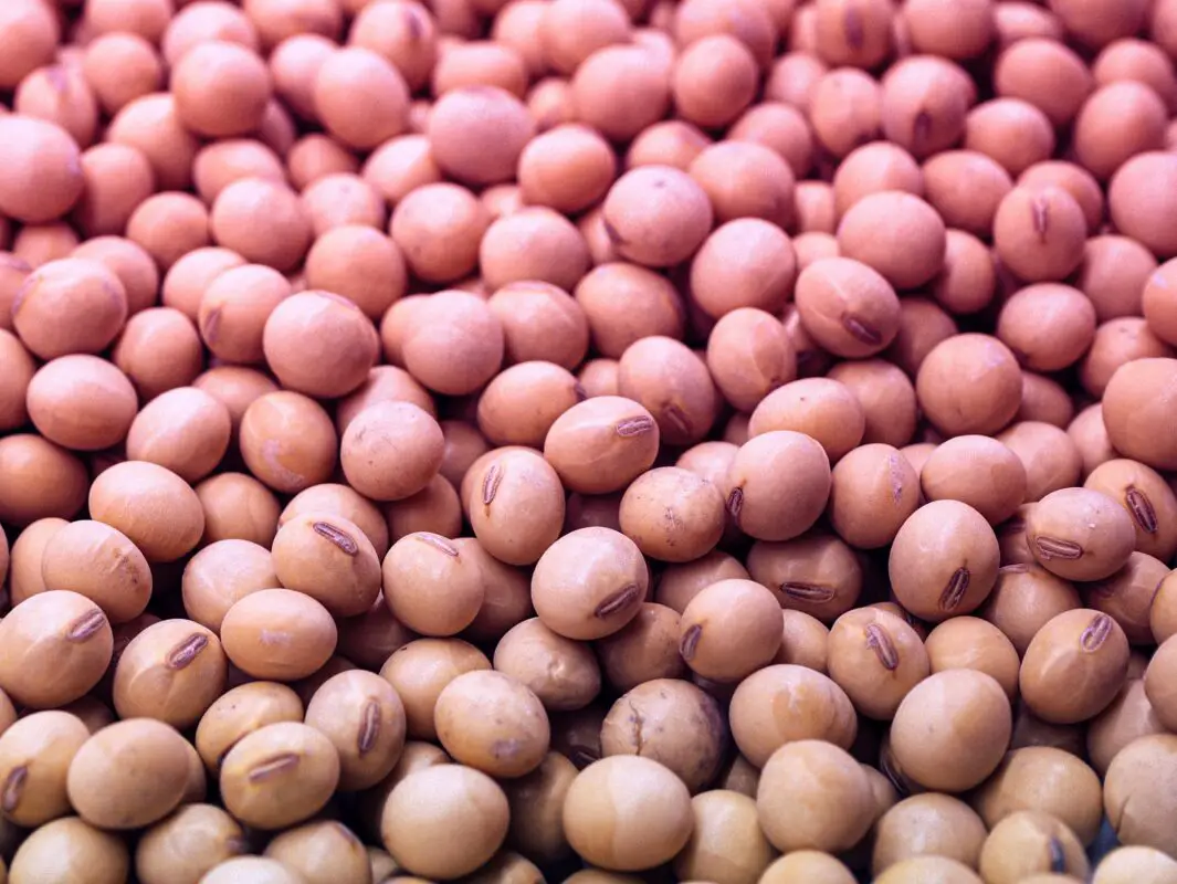 soy candles are made from soybeans
