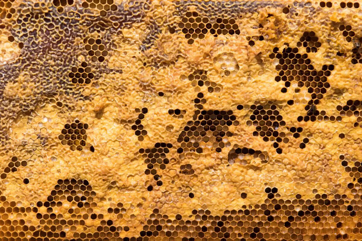 What is Beeswax - hive frame